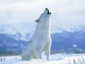 Póster impreso en pared 642331 White Wolf Highlands animales de naturaleza salvaje - Imagen 1 de 7