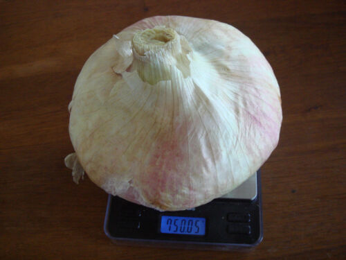 🔥 🥗 AILSA CRAIG Riesen-Zwiebel * 50 Samen *Allium bis 2,5 kg Gemüse mild