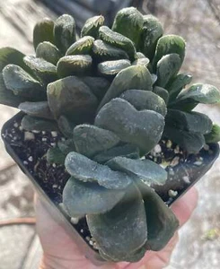Haworthia maughanii x truncata Grown In 3.5" Pot HUGE! Lots of pups! - Picture 1 of 6