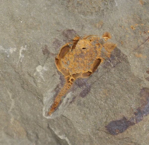 Cystoidea, Trochocystites bohemicus, Kambrium, Skryje, Tschechische Republik-c71 - Picture 1 of 4