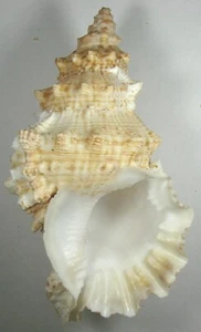 BURSA BUBO 166.62mm SUPER CHOICE SPECIMEN off Bohol, Philippines - Picture 1 of 2