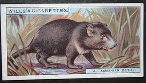 TASMANIAN DEVIL   Vintage 1920's Wildlife Card  OC28M