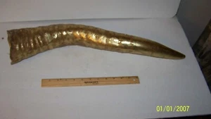 FAKE LONGHORN HORN, GOLDFARBENER GIPS HERGESTELLT HÄNGT - Bild 1 von 4