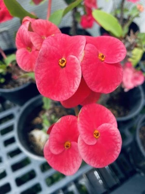 Crown of Thorns - Image 1 of 2