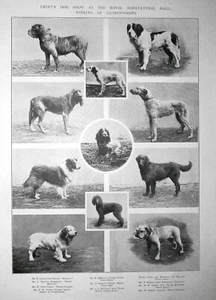 11 GANADORES CAMPEONATO PERROS EN CROFT'S SHOW; impresión vintage 1903 - Imagen 1 de 1