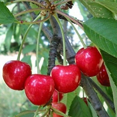 LIVE PLANT 18-20" tall Prunus Avium (Wild Sweet Cherry) 2 year old plant bareroot