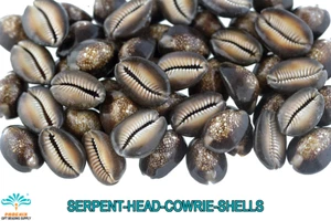 Serpent Head Cowrie Natural Seashell - SSSH0008 - Picture 1 of 1