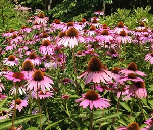 CONEFLOWER PURPLE Echinacea Purpurea - 2,000 Bulk  Seeds - Picture 1 of 3