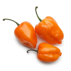 Chile habanero orange +50 seeds Mexico 100% germination - Picture 1 of 7