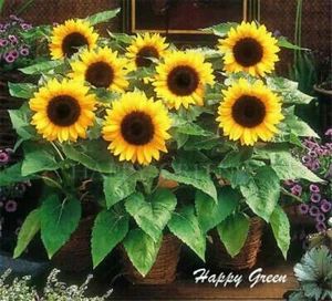 SUNSPOT DWARF SUNFLOWER - 50 seeds - Helianthus Annuus Yellow ornamental flower - Picture 1 of 2