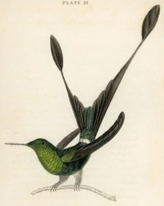 1833 Ruff-Legged Racket-Tailed Hummingbird Hand-Colored Engraving Jardine Lizars - Picture 1 of 3