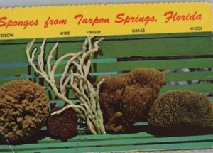 Schwämme aus Tarpon Springs Florida kontinentale Postkarte - Bild 1 von 2