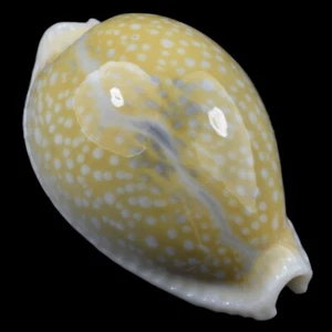 CYPRAEA (Naria) MILIARIS (Olango Isl., Philippines) 27.9mm #40721 - Picture 1 of 4