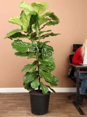 fiddle leaf fig tree live 4 Feet To 6 Feet - Image 1 of 2