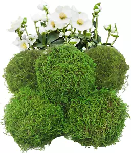 5 Pcs round Floral Foam Blocks Green Moss Balls for Bowls Bulk Wet Dry Floral Pl - Picture 1 of 6
