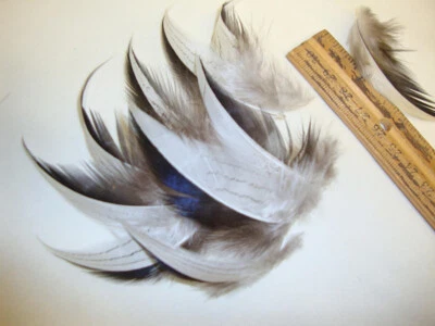 Blanco Azul Negro Natural Plata Faisán Rayas Plumas Rizadas 2-3" 12 Piezas Foto 1 de 4