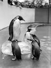The First Emperor Penguin At London Zoo 1950 Old Photo 2