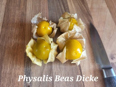 Physalis Beas Dicke, 20 Samen, Extra Große Früchte - Bild 1 von 3
