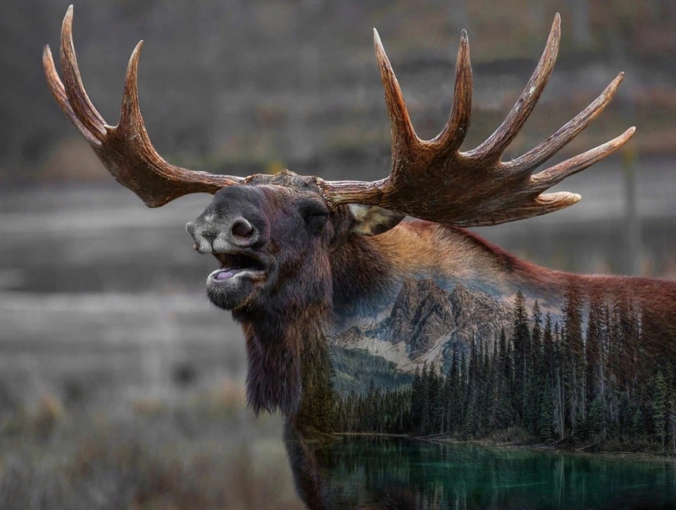 Hoffman Call Of The Wild Deep Earth Moose Cotton Quilt Panel 33 x 43" - Image 1 of 1