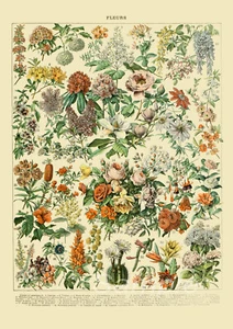FB04 FIORI BOTANICI STAMPA POSTER A4 - Foto 1 di 1