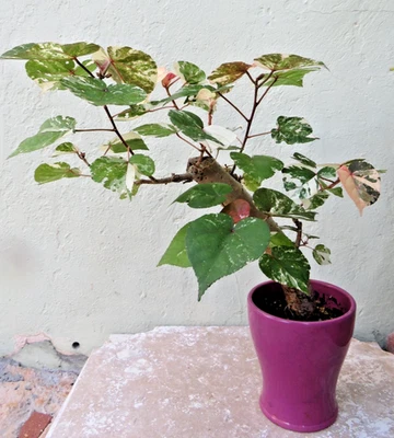 Hibiscus tiliaceus Variegated Mahoe, Sea Hibiscus, Colorful Tropical Bonsai tree - Image 1 of 4