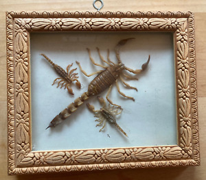 Drei echte  Skorpion - Scorpions de Tunisie - im Holzrahmen 20x17 cm