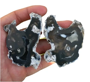 Agatized Corral Geode Fossil From Tampa Bay Florida Rare Specimen - Picture 1 of 3