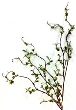 Berry Cluster Spray Branch Stem~36" T~Foam/PVC/Artificial~Green
