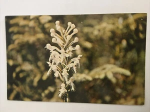 Cartolina vintage orchidee con frange bianche Westland School Detroit Michigan indirizzo - Foto 1 di 6