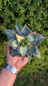 Agave Titanota Solar Eclipse Not Stable Mediopicta Variegated - Bild 1 von 4