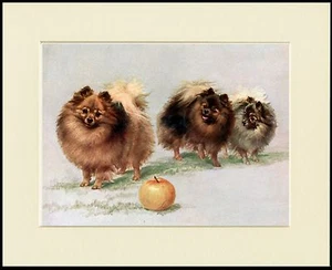 POMERANIAN DREI KLEINE HUNDE UND EIN APFELHUND DRUCK RAHMENFERTIG MONTIERT - Bild 1 von 1