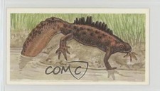 1990 Brooke Bond A Journey Downstream Tea Great Crested Newt #16 0y5