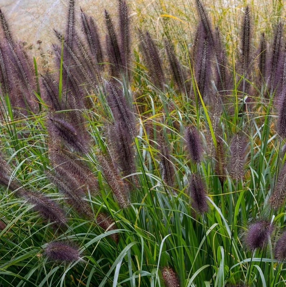 Pennisetum alopecuroides 'Moudry' - Image 1 of 2