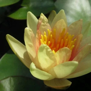 Sioux Dwarf Fragrant Water Lily - pond plants water lilies aquatic plants koi - Picture 1 of 3