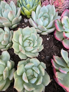 Imported TP variegated succulent - Picture 1 of 4