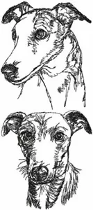 Whippet personalisierte bestickte Fleece Stadiondecke Geschenk - Bild 1 von 3