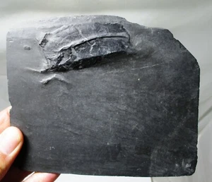 Bundenbach Phyllocarid fossil - Nahecaris steurtzi - Hunsruck, Germany  - Picture 1 of 6