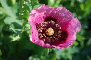 Papaver Setigerum (Poppy of Troy, Dwarf Breadseed Poppy) 50 seeds - Picture 1 of 1