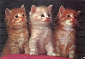 TARJETA POSTAL PERRO Y GATO TAMAÑO CONTINENTAL GATO JENGIBRE BUENA MUY BUENA - Imagen 1 de 2