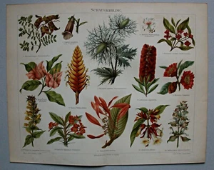 Blüten, Schaugebilde - Muskatsalbei, Fingerhut - Lithographie um 1895 - Bild 1 von 5