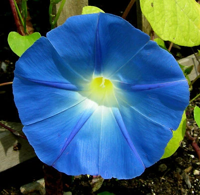 100-200 6 grams Heavenly Blue Morning Glory seeds Ipomoea tricolor Untreated - Image 1 of 4