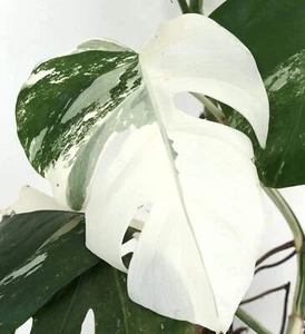 Monstera deliciosa WHITE VARIEGATED - Costilla de Adán Variegada Blanca | Filode - Imagen 1 de 6