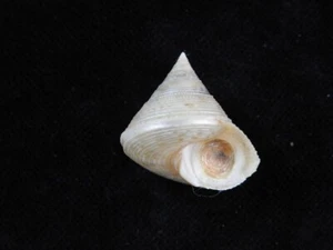 Sea Shell Calliostoma granulatum 24,3 mm ID#7915 - Imagen 1 de 4