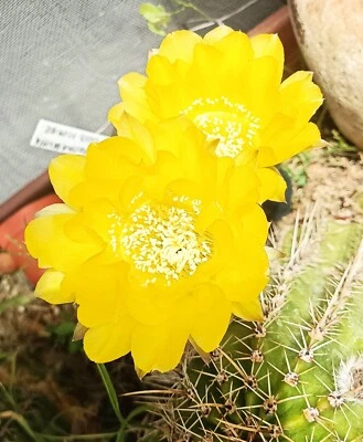 Echinopsis lemon yellow hybrid own roots cactus cacti succulent free gift - Image 1 of 4