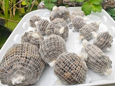 std carp bait balls hand filled pellets hook on ground baits easi to use - Image 1 of 4