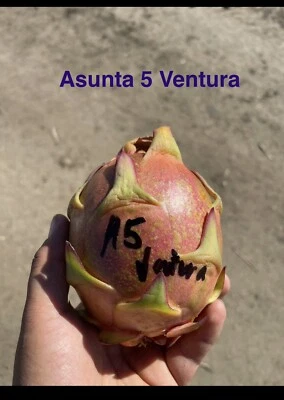 ¡Cortes maduros en variedad “ASUNTA 5 VENTURA”! 12-17 pulgadas de largo Foto 1 de 4