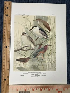 VTG Bookplate Print Night Heron Green Heron FL Jaques Bird Portraits In Color - Picture 1 of 7