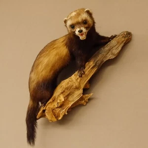 Iltis Animal Preparado Altura 38CM Sobre Tocón Madera para Taxidermy 89.4.72 - Imagen 1 de 6