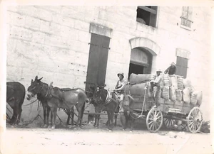 Fotografia antica squadra di otto muli carichi di lana nel 1920 - 5 x 7 pollici - Foto 1 di 2