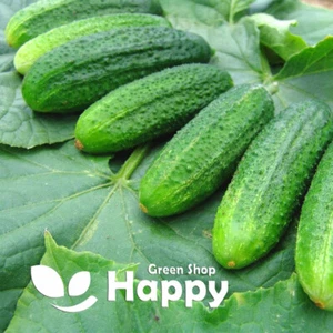 VEGETABLE SEEDS CUCUMBER PARTNER F1 - 20 SEEDS - SMOOTH GHERKING EARLY CROP - Picture 1 of 3